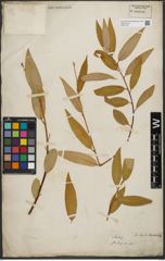 Foto von Salix L.